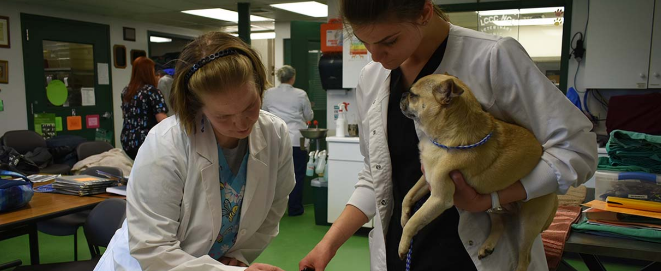 Two women wearing white medical coats hover over a table and look at a document. The women on the right is holding a small dog.