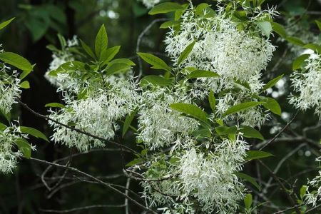 American Fringe Tree (Chionanthus Virginicus)